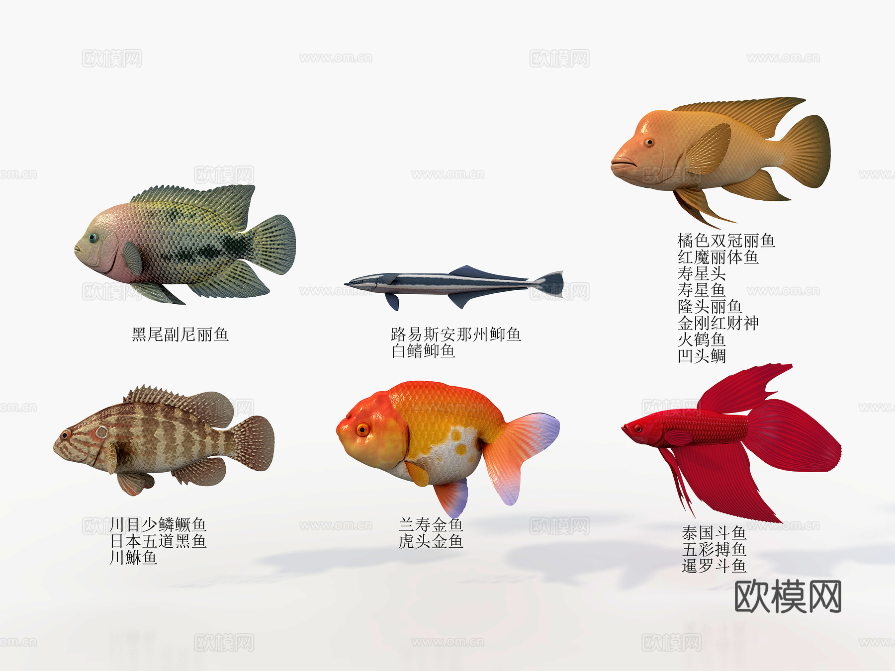 海鱼 六种鱼 金鱼3d模型