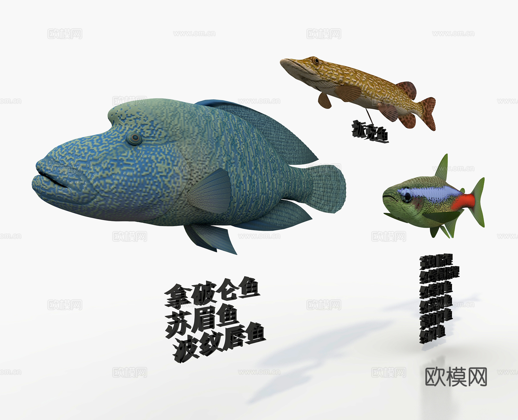 海鱼三种鱼 拿破仑鱼3d模型