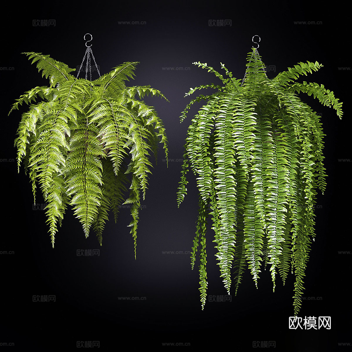 悬挂植物3d模型