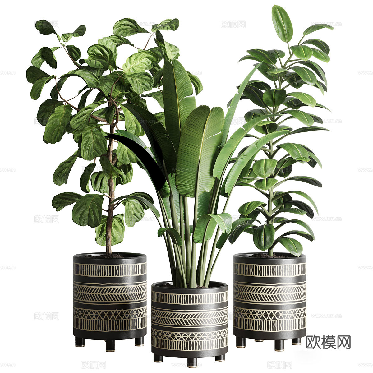 榕树绿植盆栽3d模型