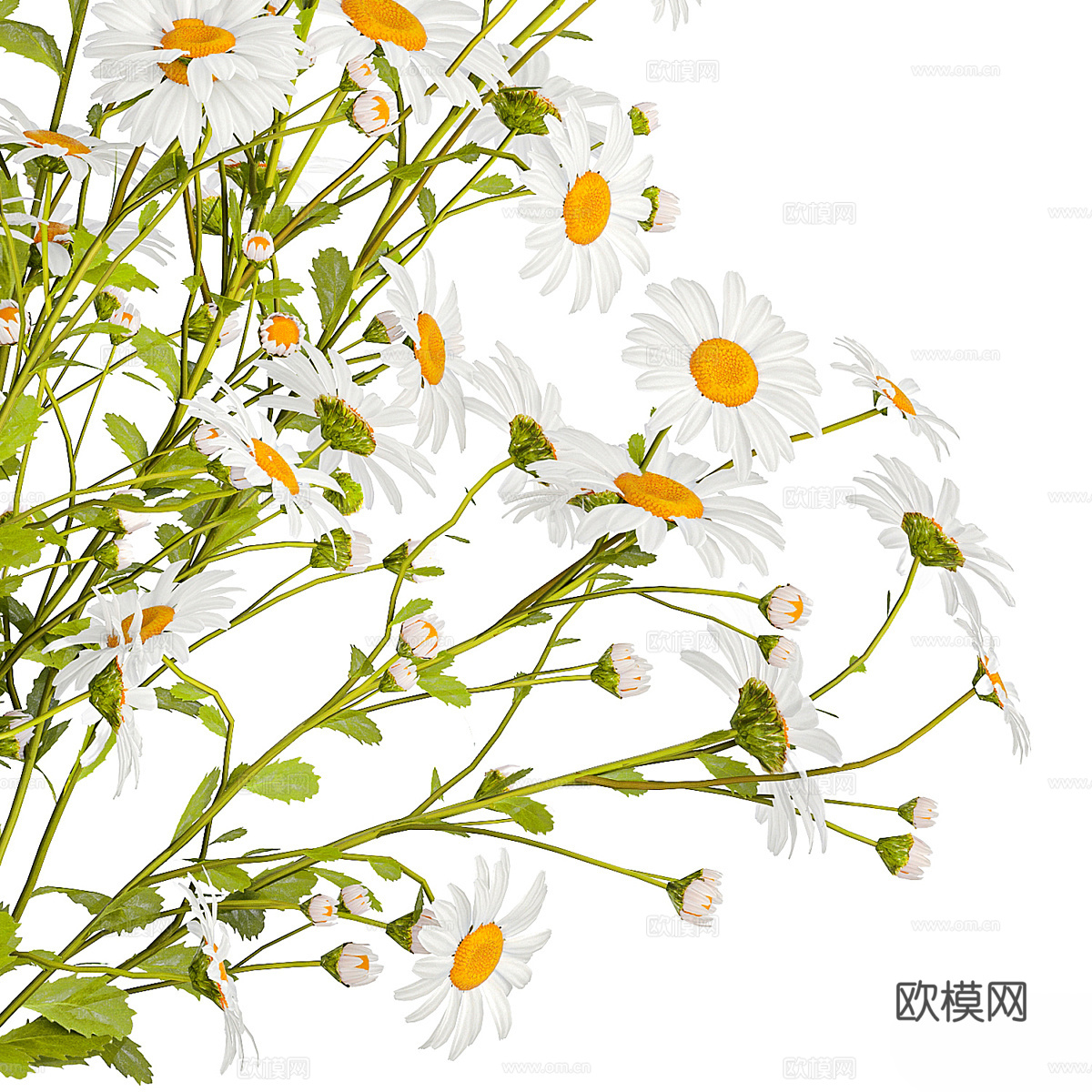 现代花瓶花艺 洋甘菊 邹菊3d模型