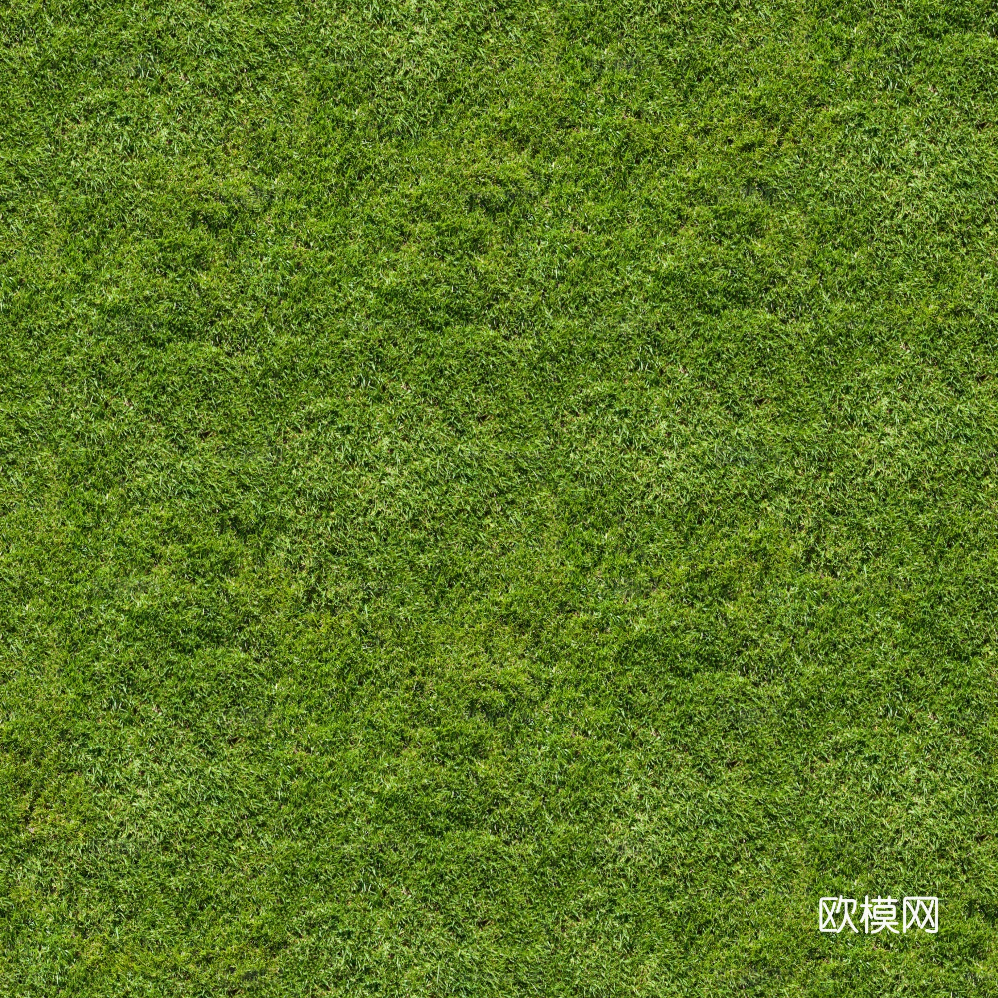 户外草地