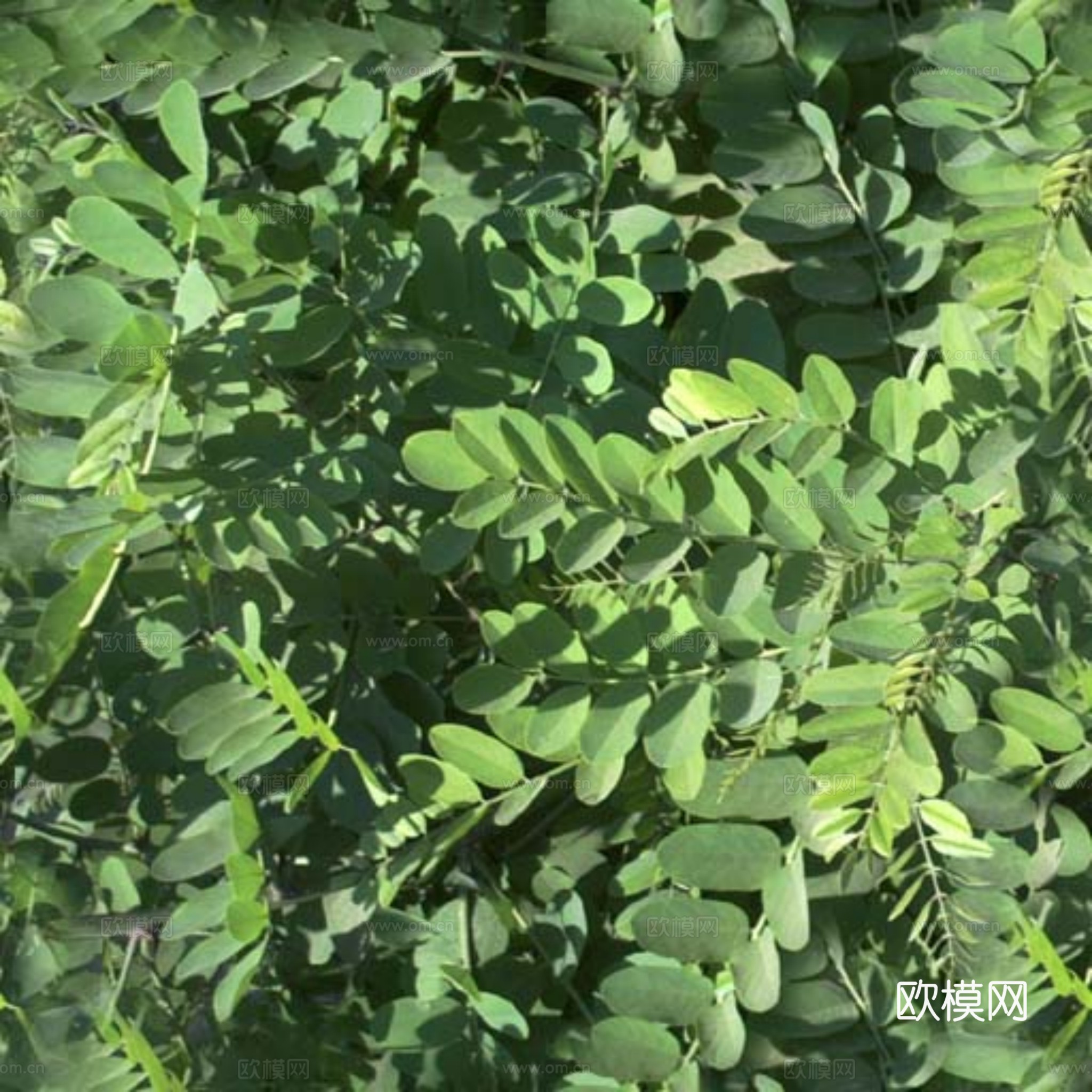 草皮 草地