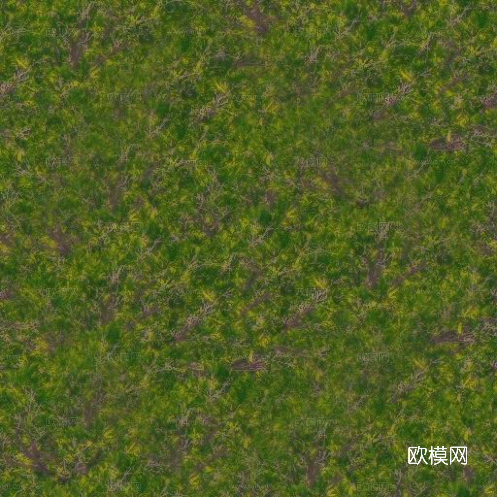 草皮 草地