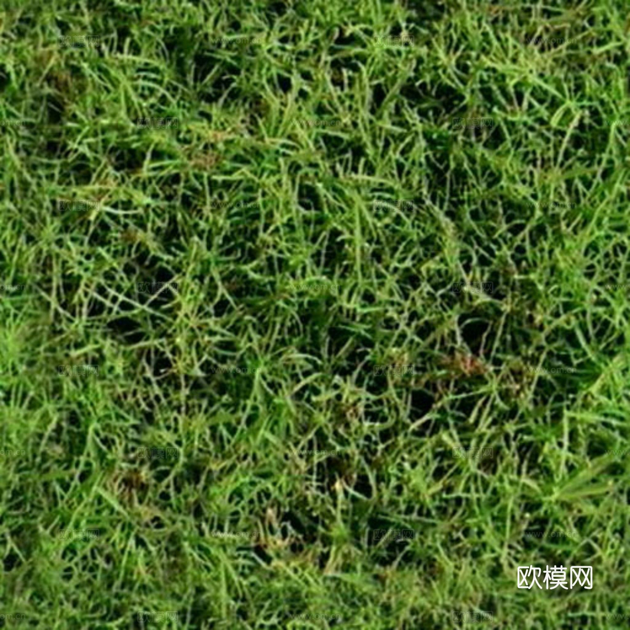 草皮 草地