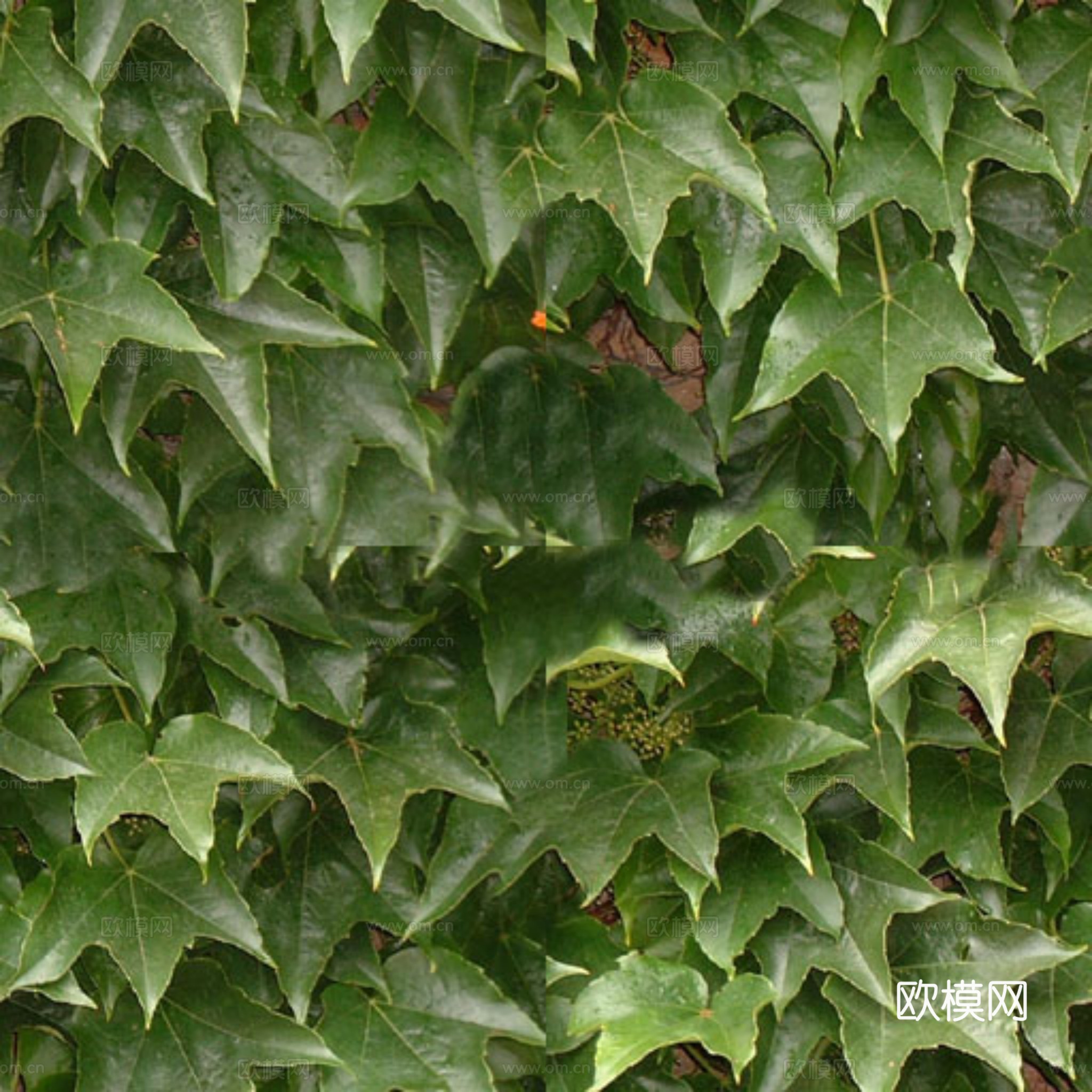 草皮 草地