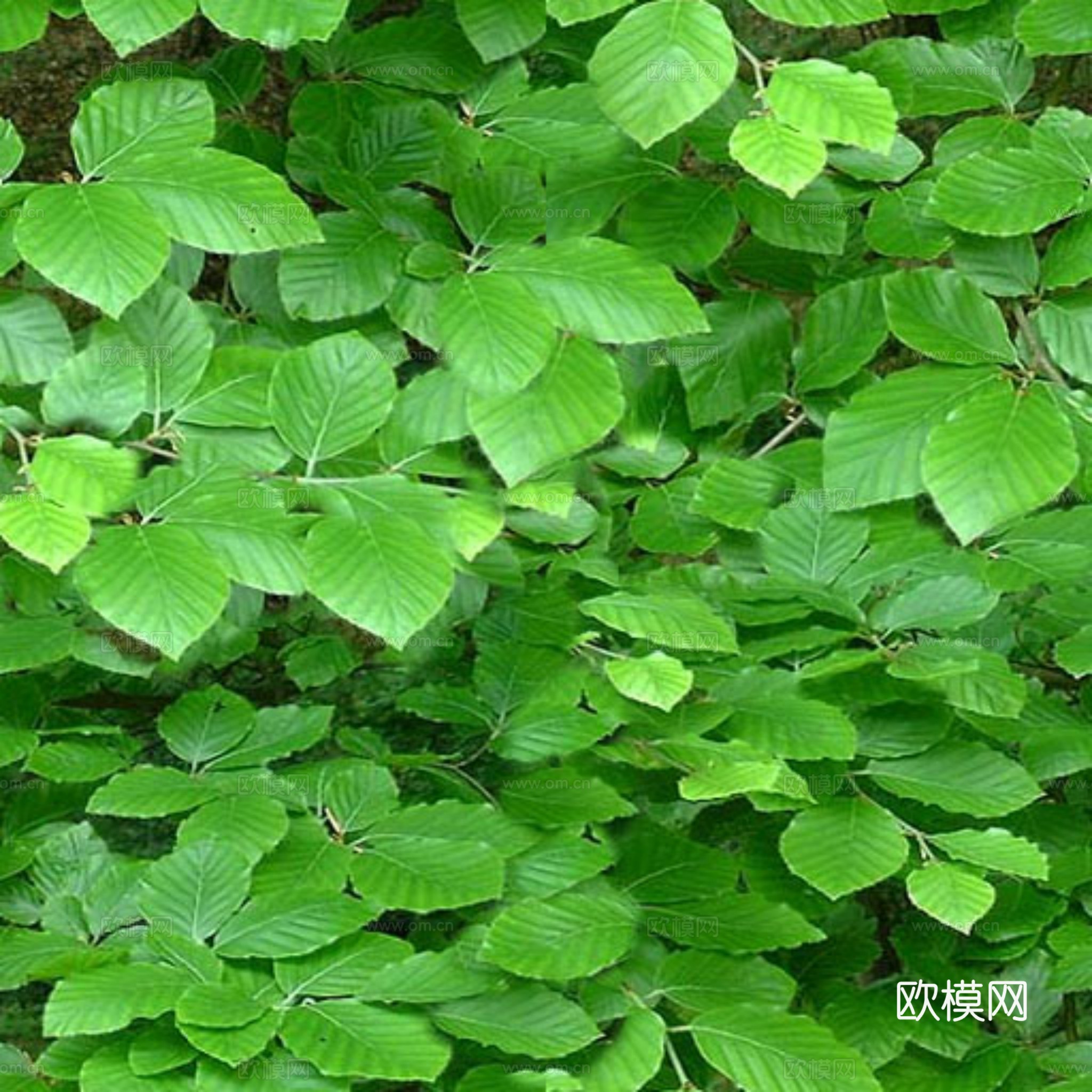 草地 花草