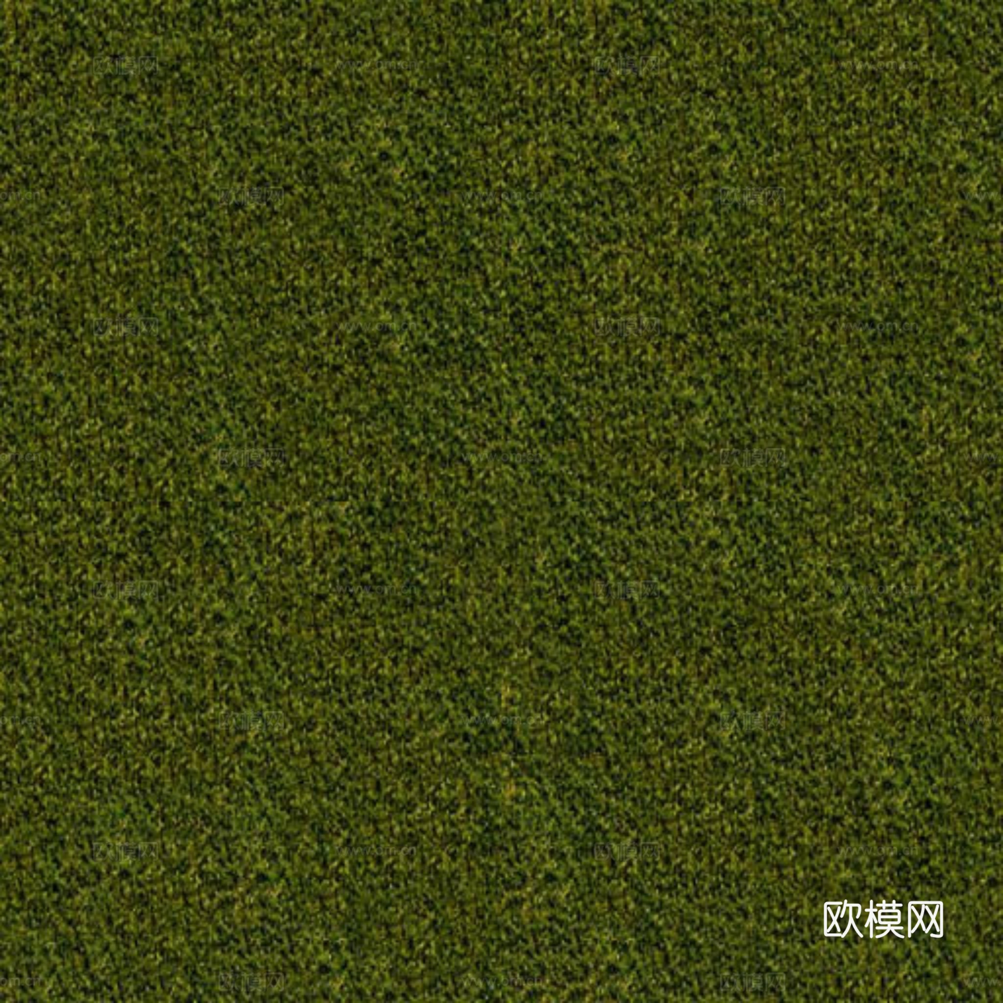 草地 花草