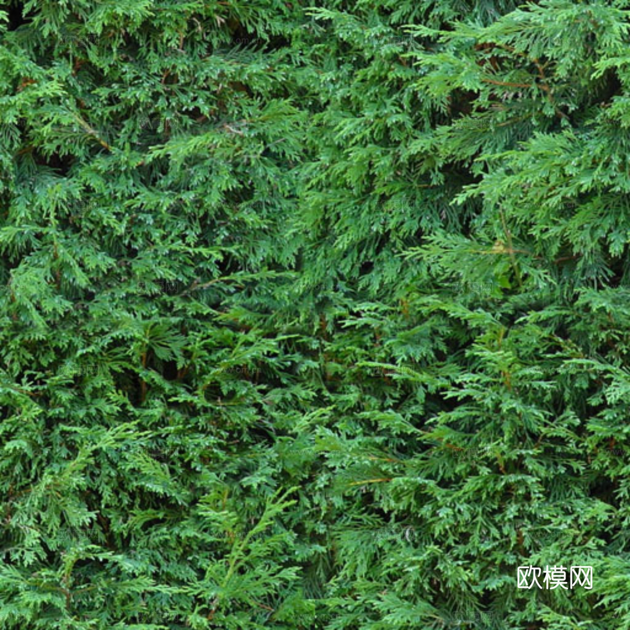 草地 花草