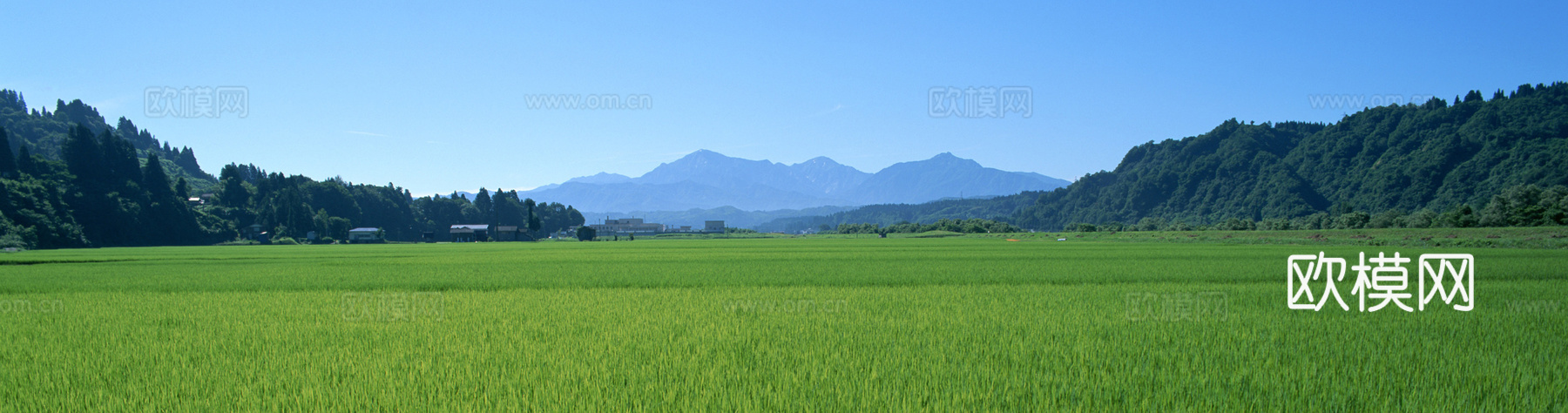 蓝天麦田