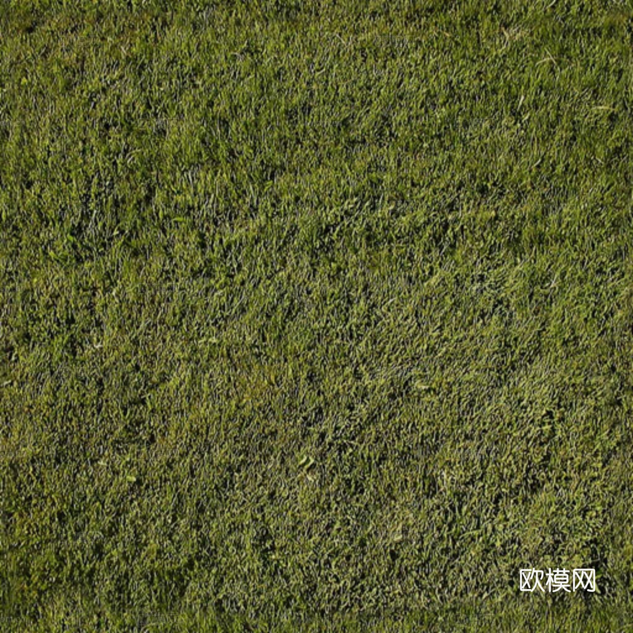 草地 花草
