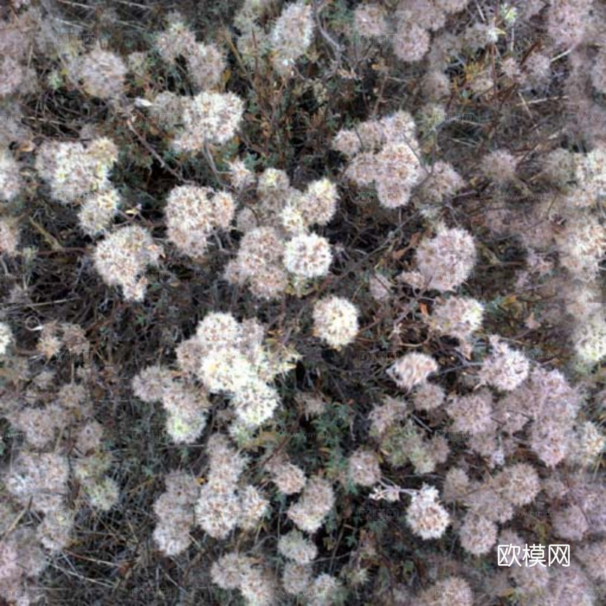 草地 花草