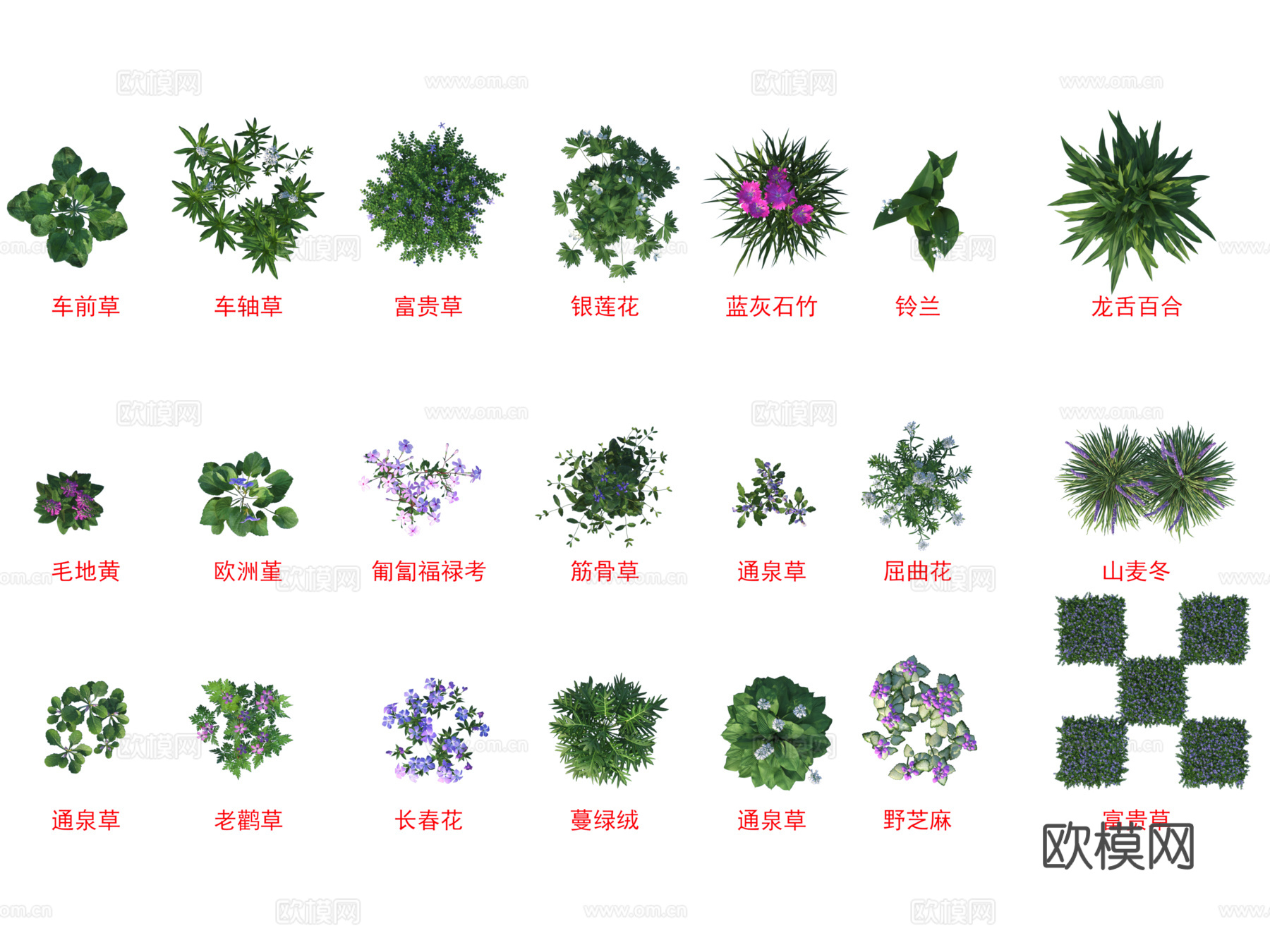 灌木花草 植物类 车前草 车轴草 富贵草 银莲花 蓝灰石竹