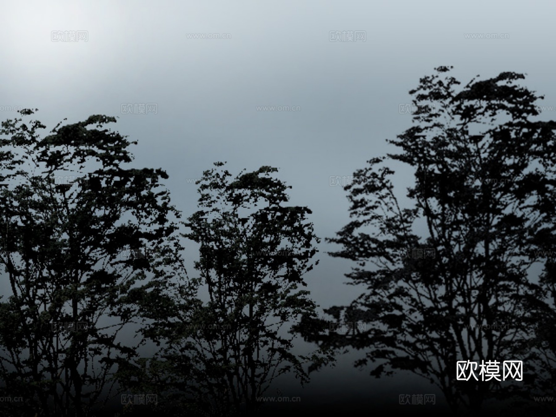 外景 素材 树林