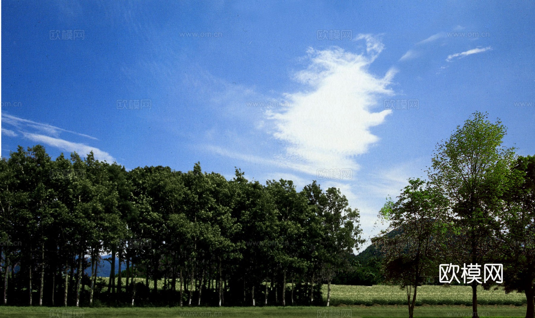 外景 素材 树林
