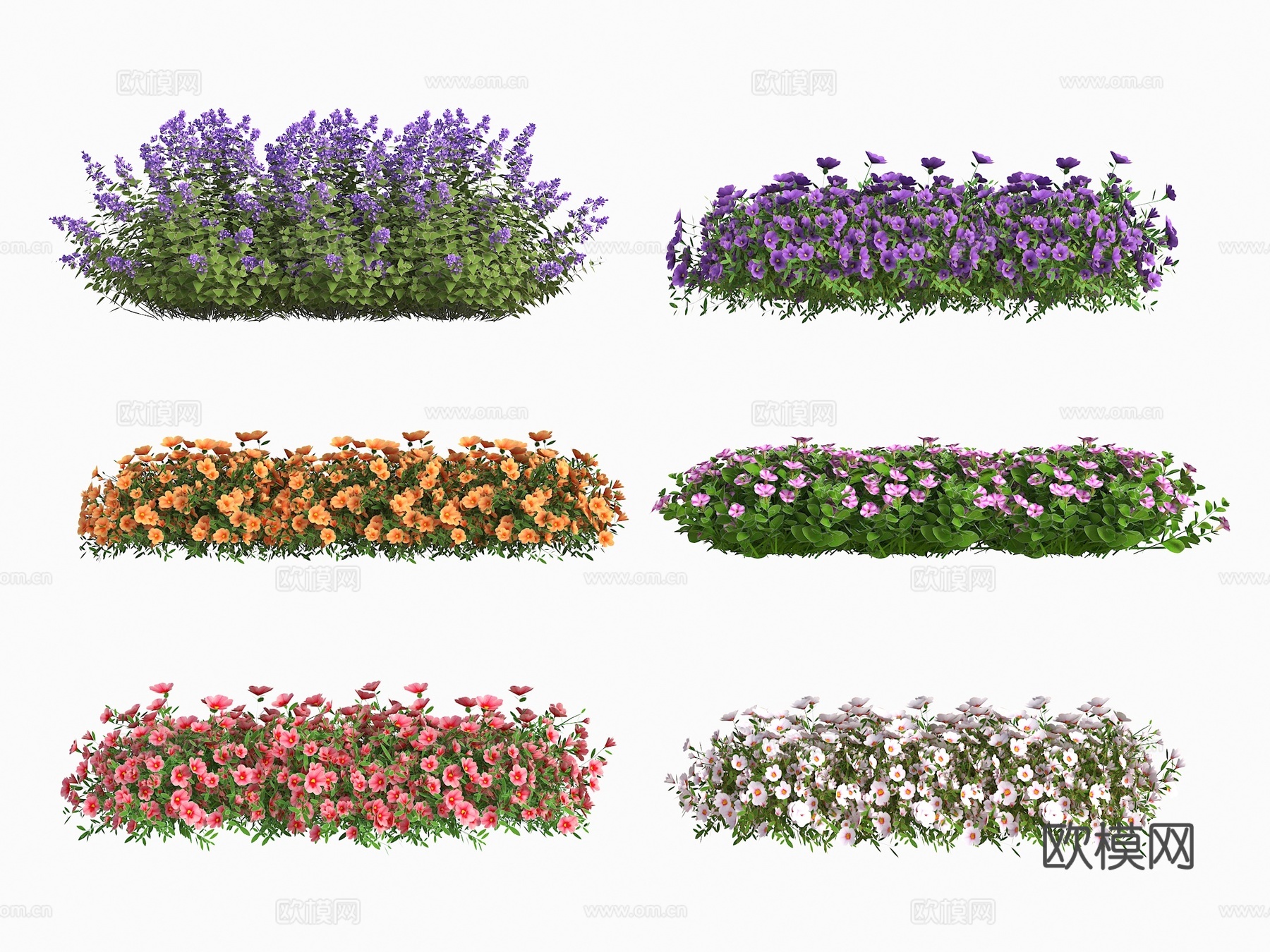 花卉 花草 室外植物 景观花 薰衣草 灌木绿篱 植物 绿化景su模型下载（渲染图1）