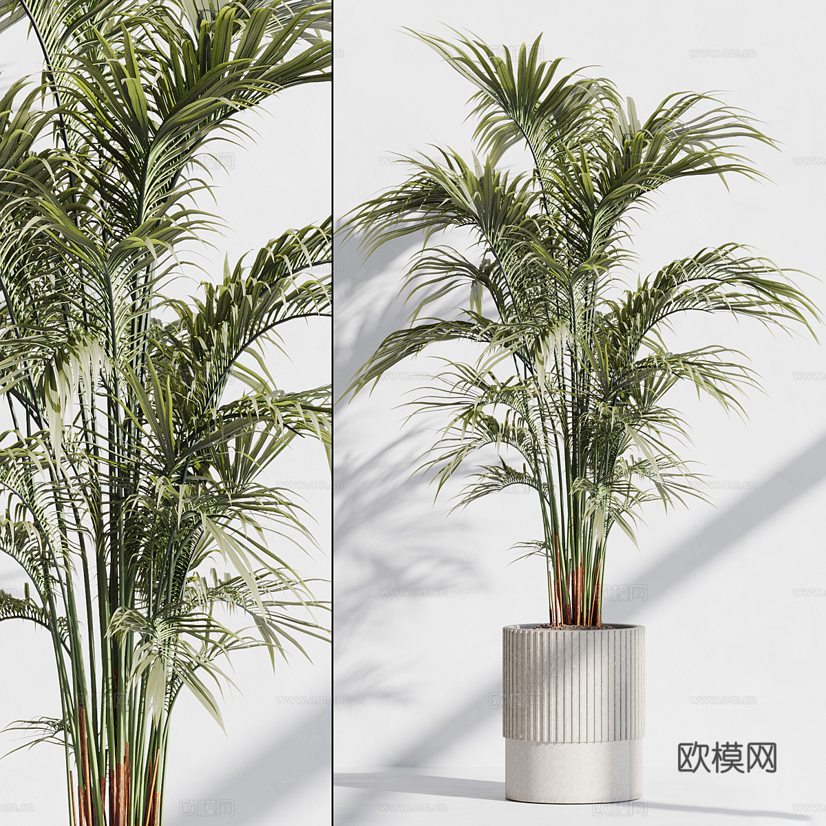 现代绿植盆栽 散尾葵3d模型