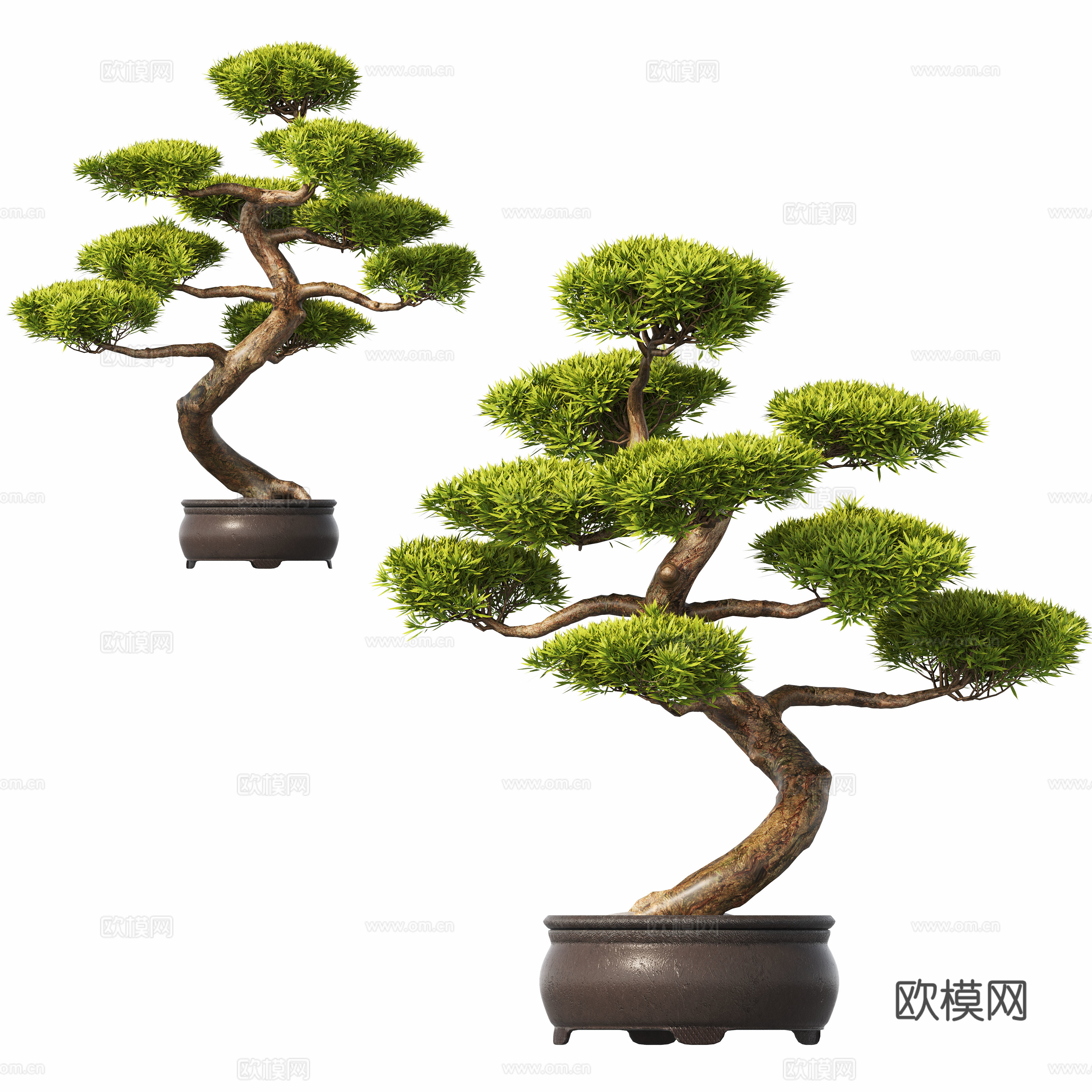 新中式盆栽植物 松树 盆景3d模型