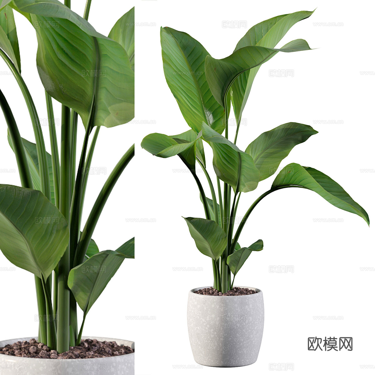 绿植盆栽3d模型