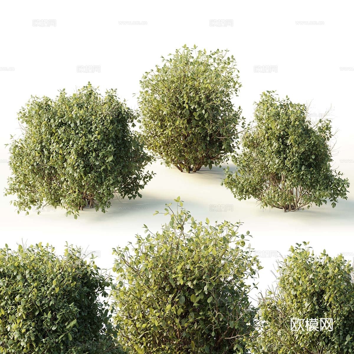 矮植物3d模型