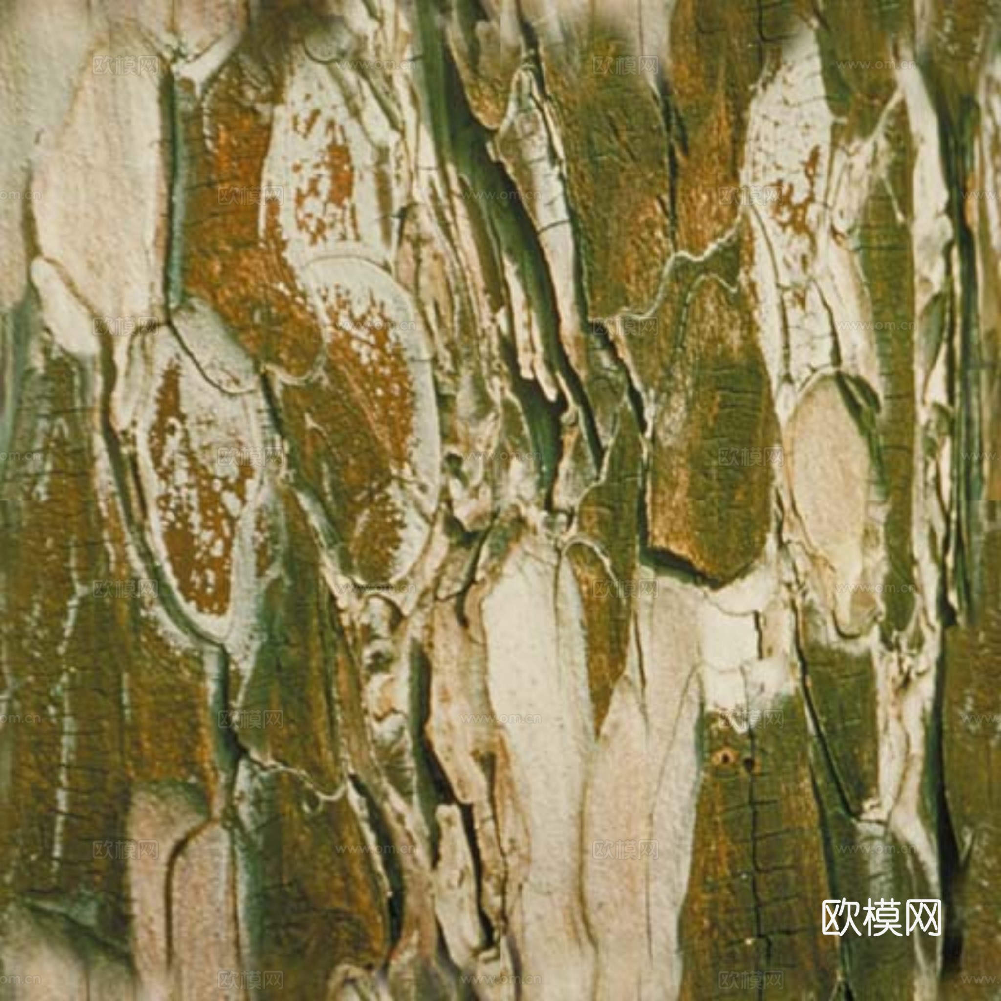 树皮 纹理