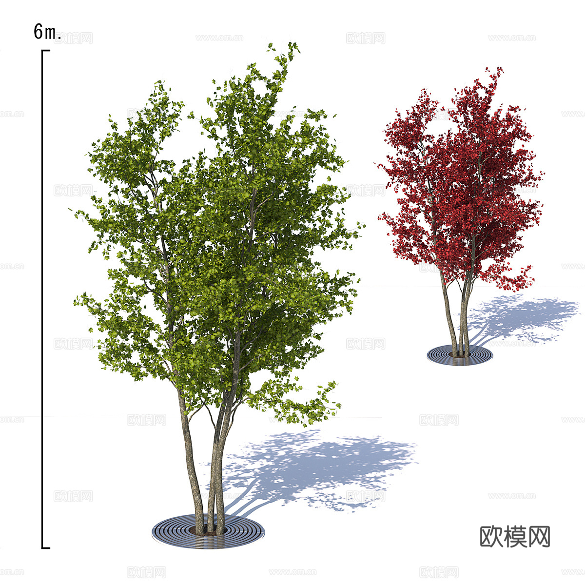 枫树3d模型