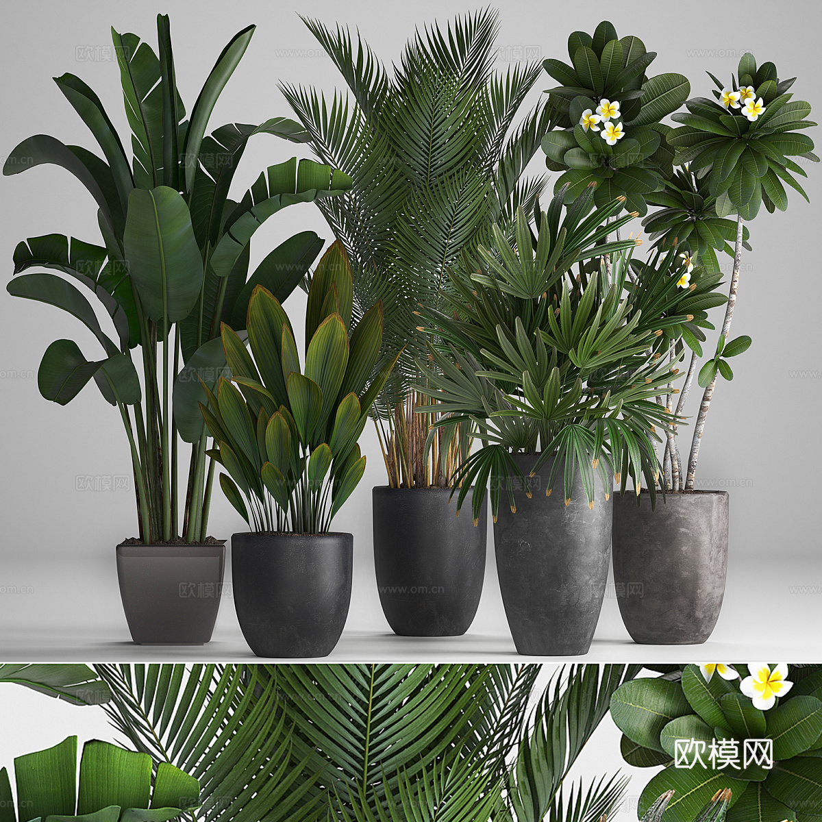 绿植盆栽3d模型