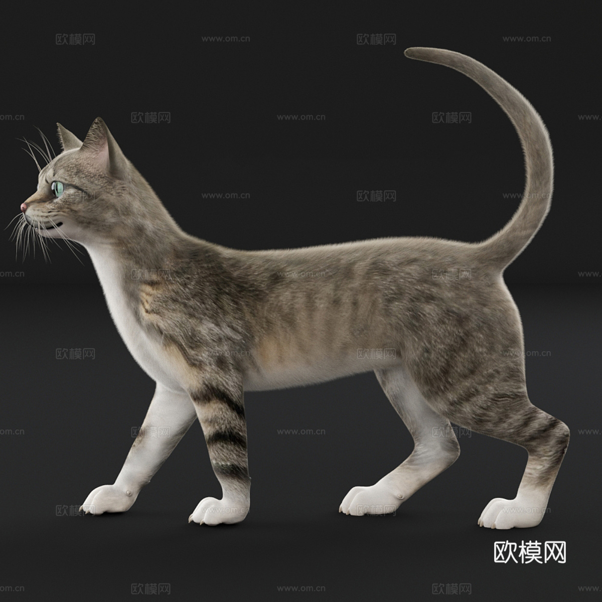 猫3d模型