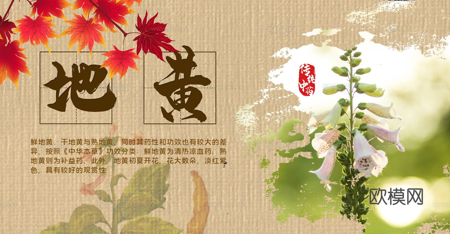 传统中药海报