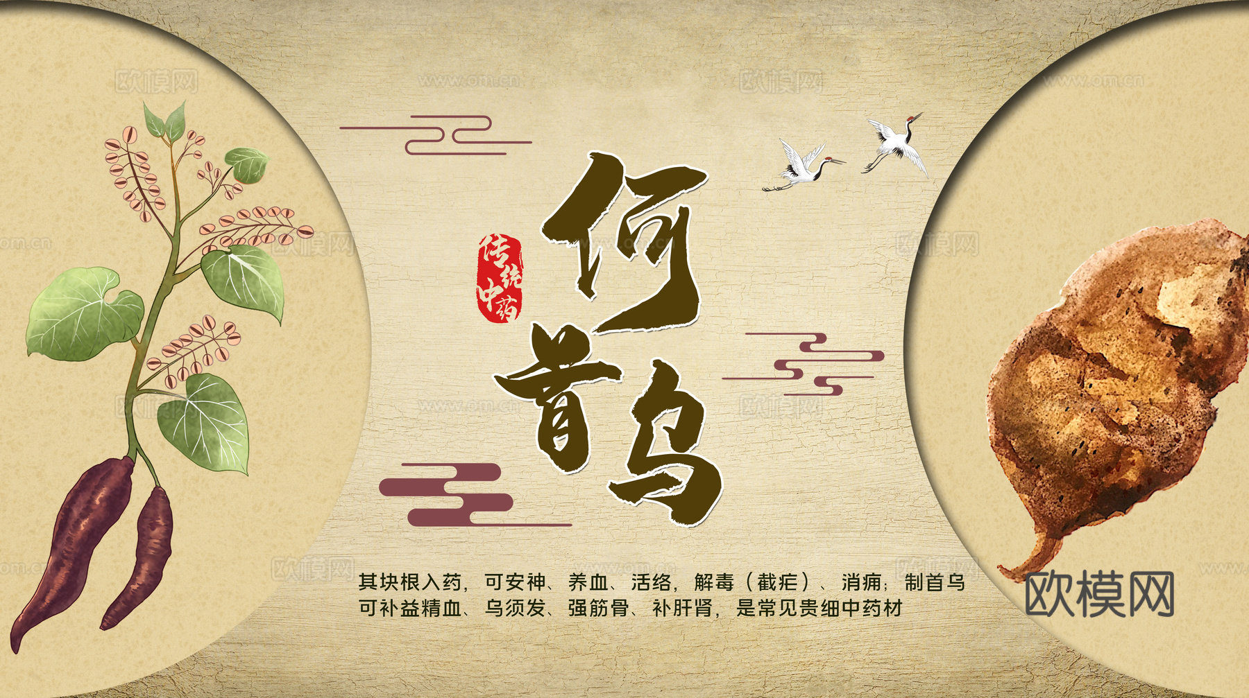 传统中药海报