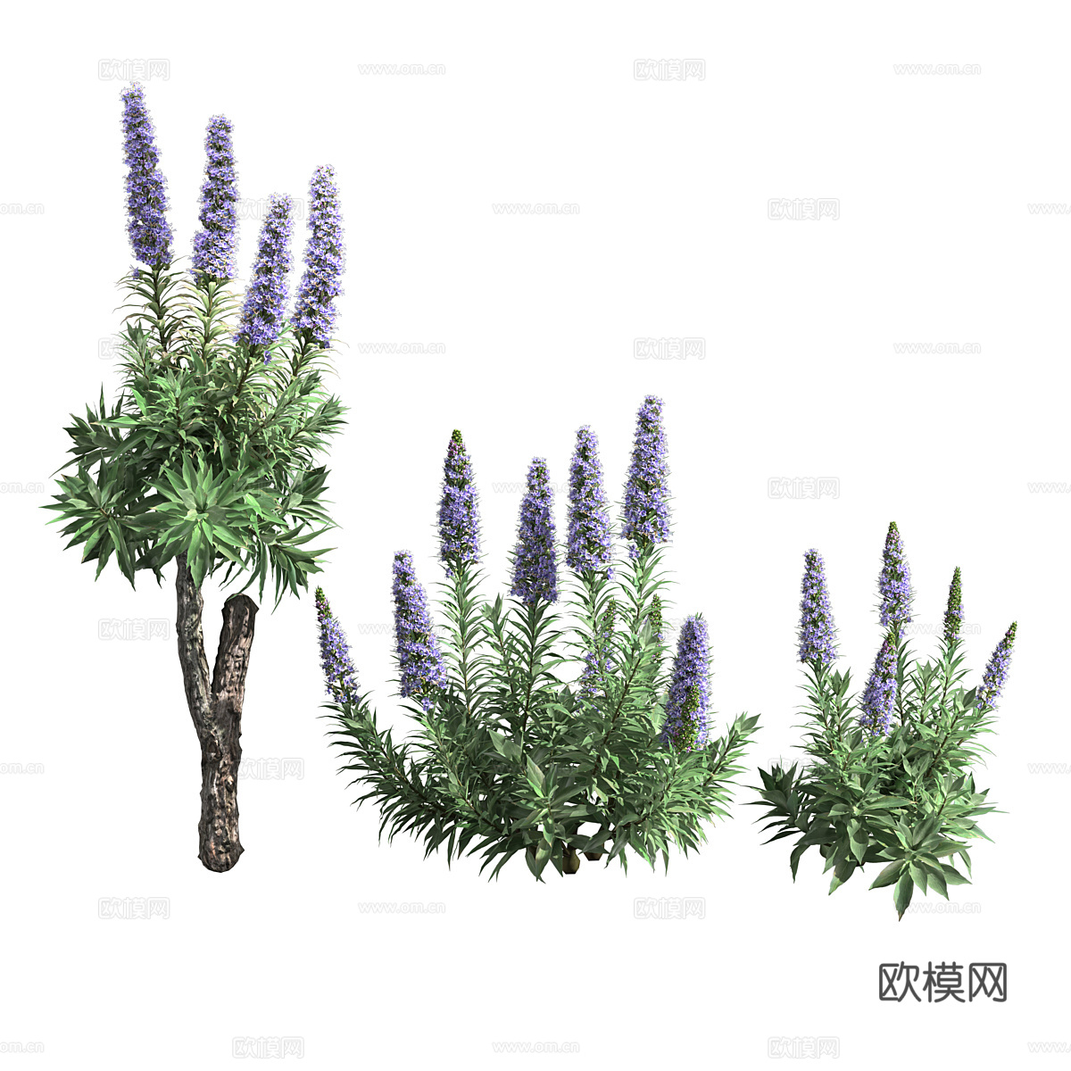 紫色植物3d模型