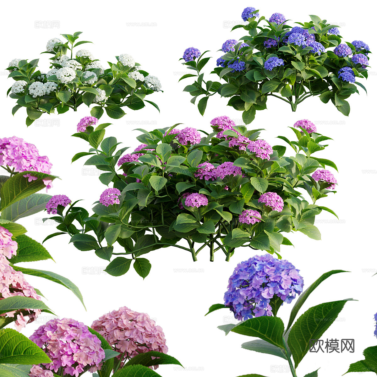 绣球花3d模型