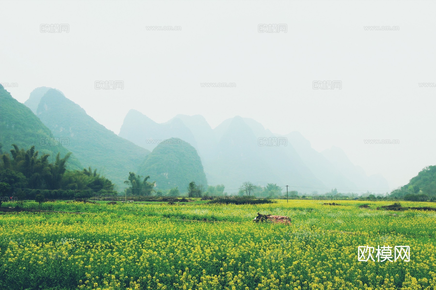 自然风景 油菜花田下载