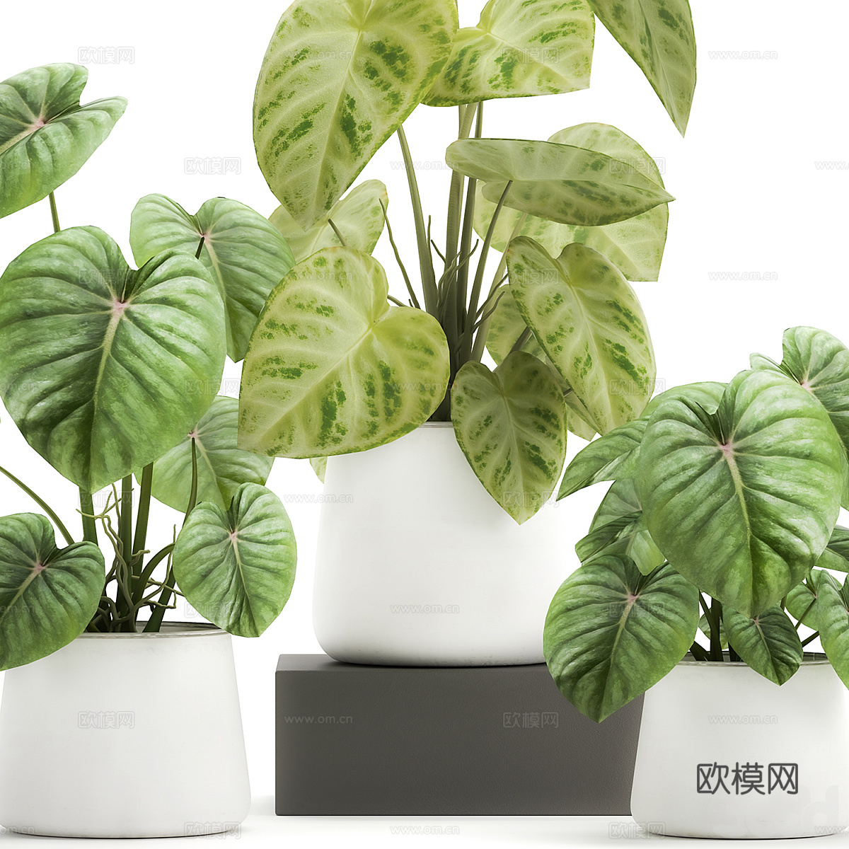 现代绿植盆景 盆栽3d模型