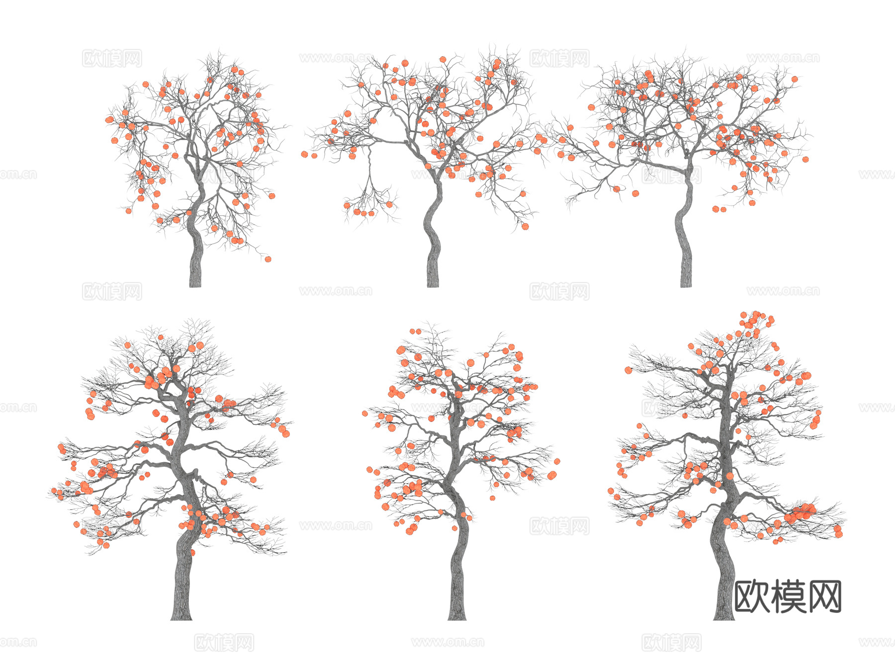 现代乔木 行道树 景观树 果树 柿子树 冬季无叶柿子树组合3d模型