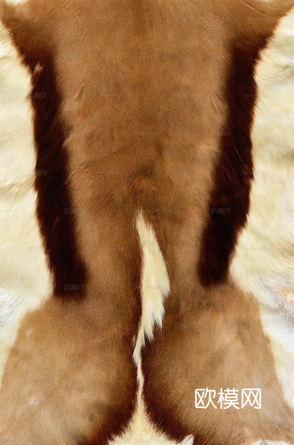 毛发 动物皮毛下载