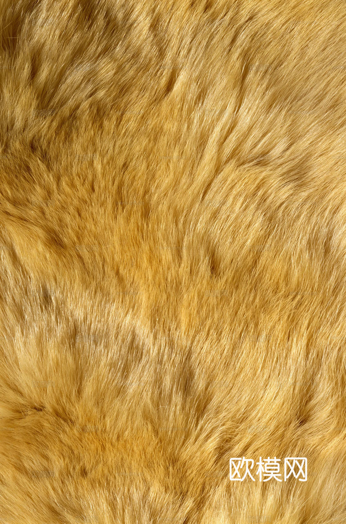 毛发 动物皮毛下载