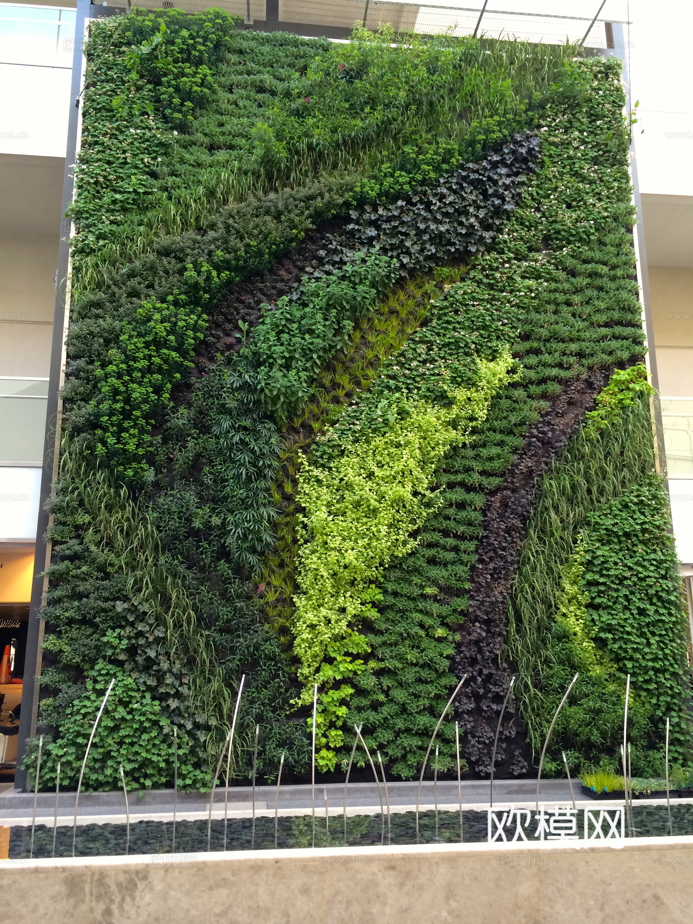 植物墙