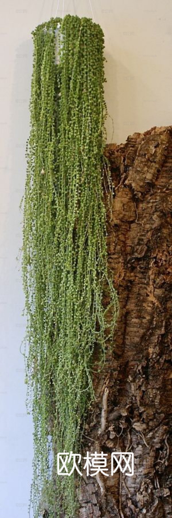 植物墙