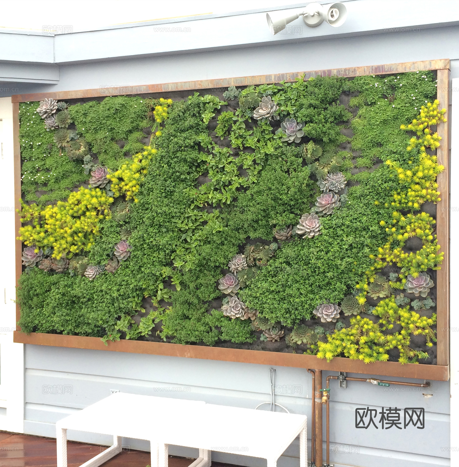 植物墙