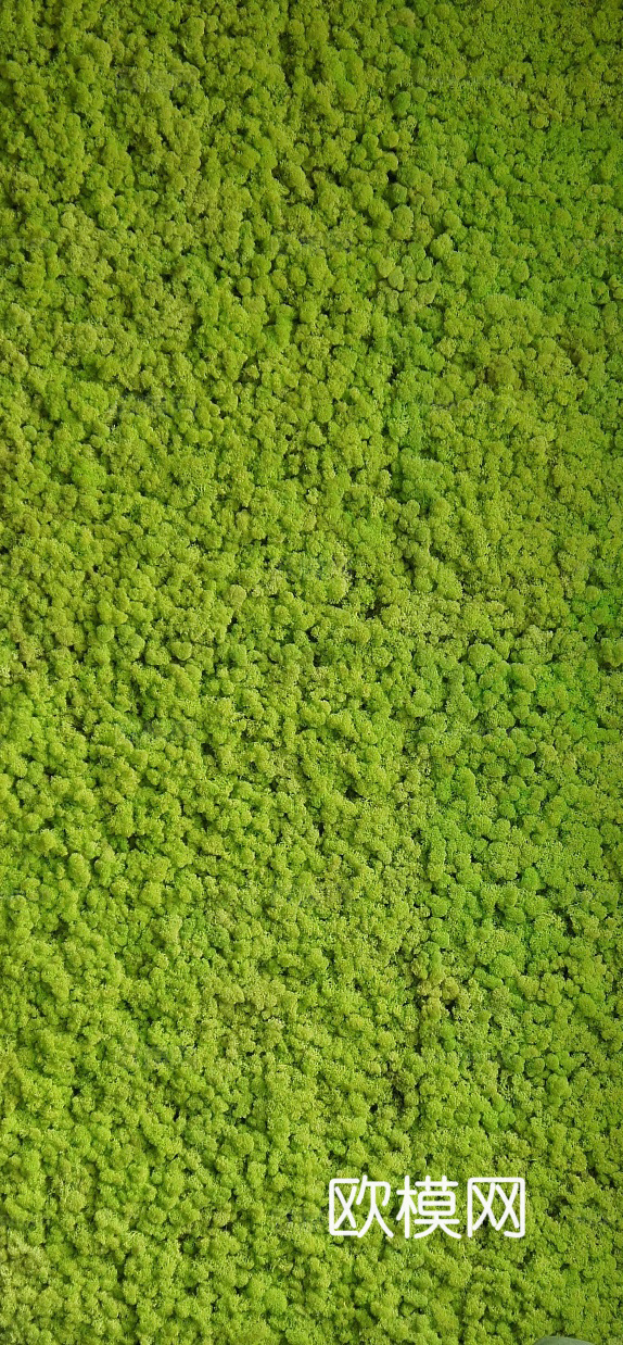 植物墙