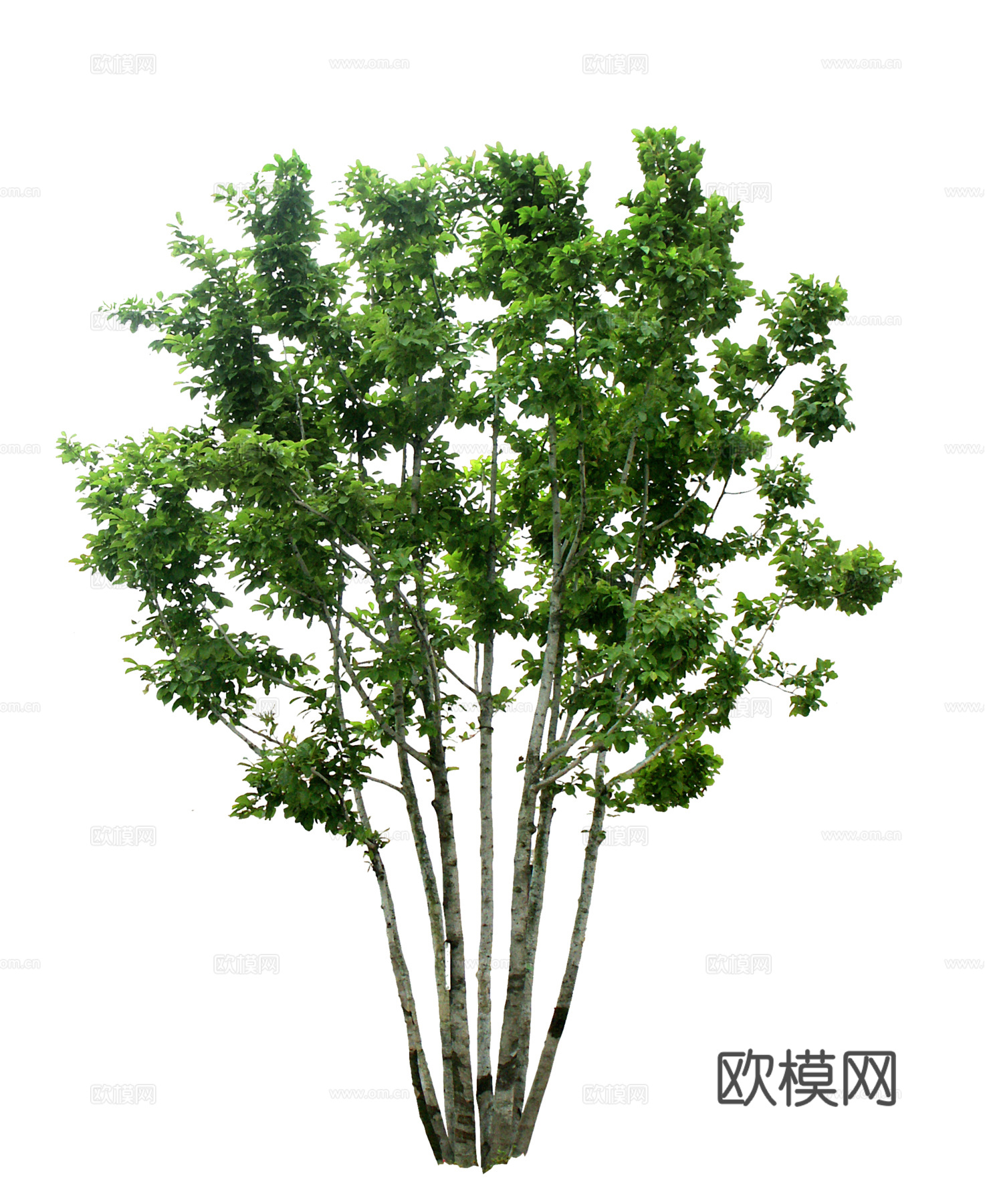 免扣植物素材
