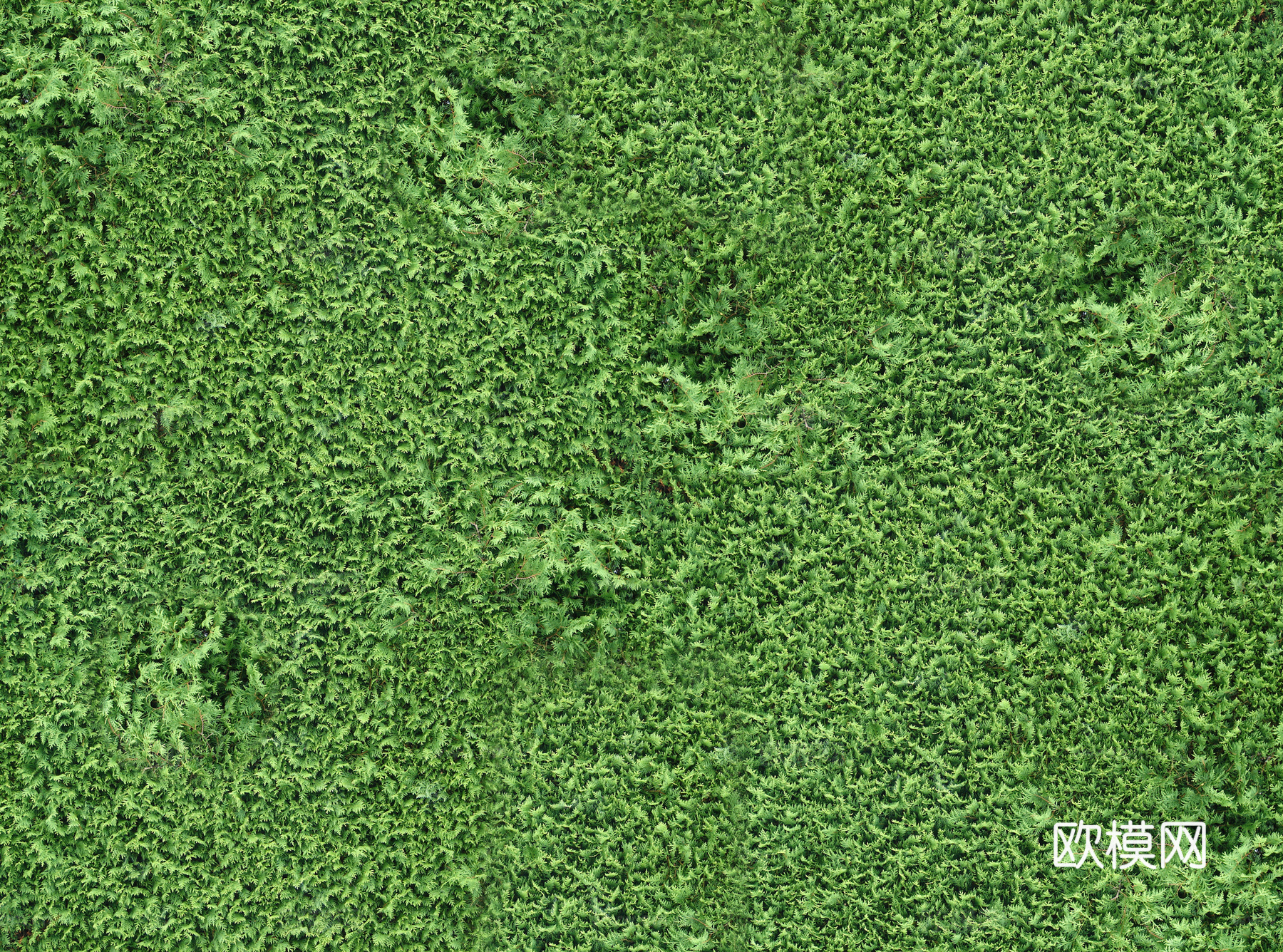 现代 植物墙下载