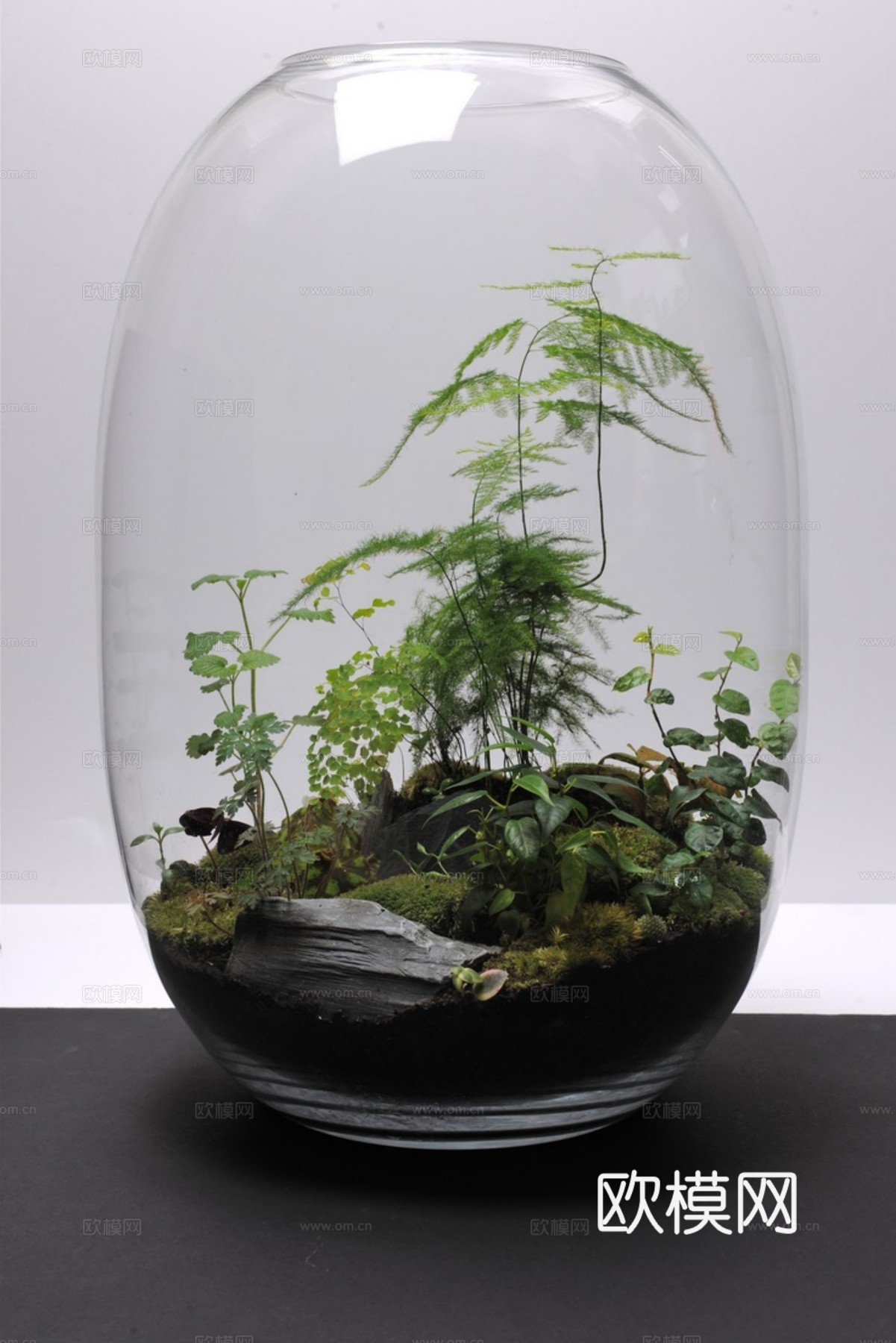 植物墙