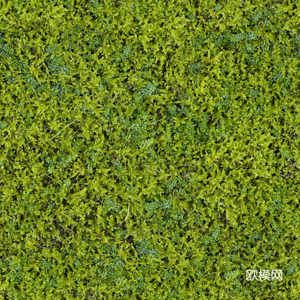植物墙