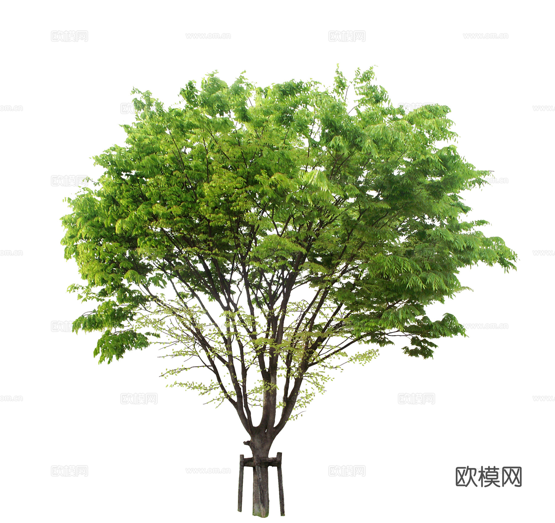 免扣植物素材