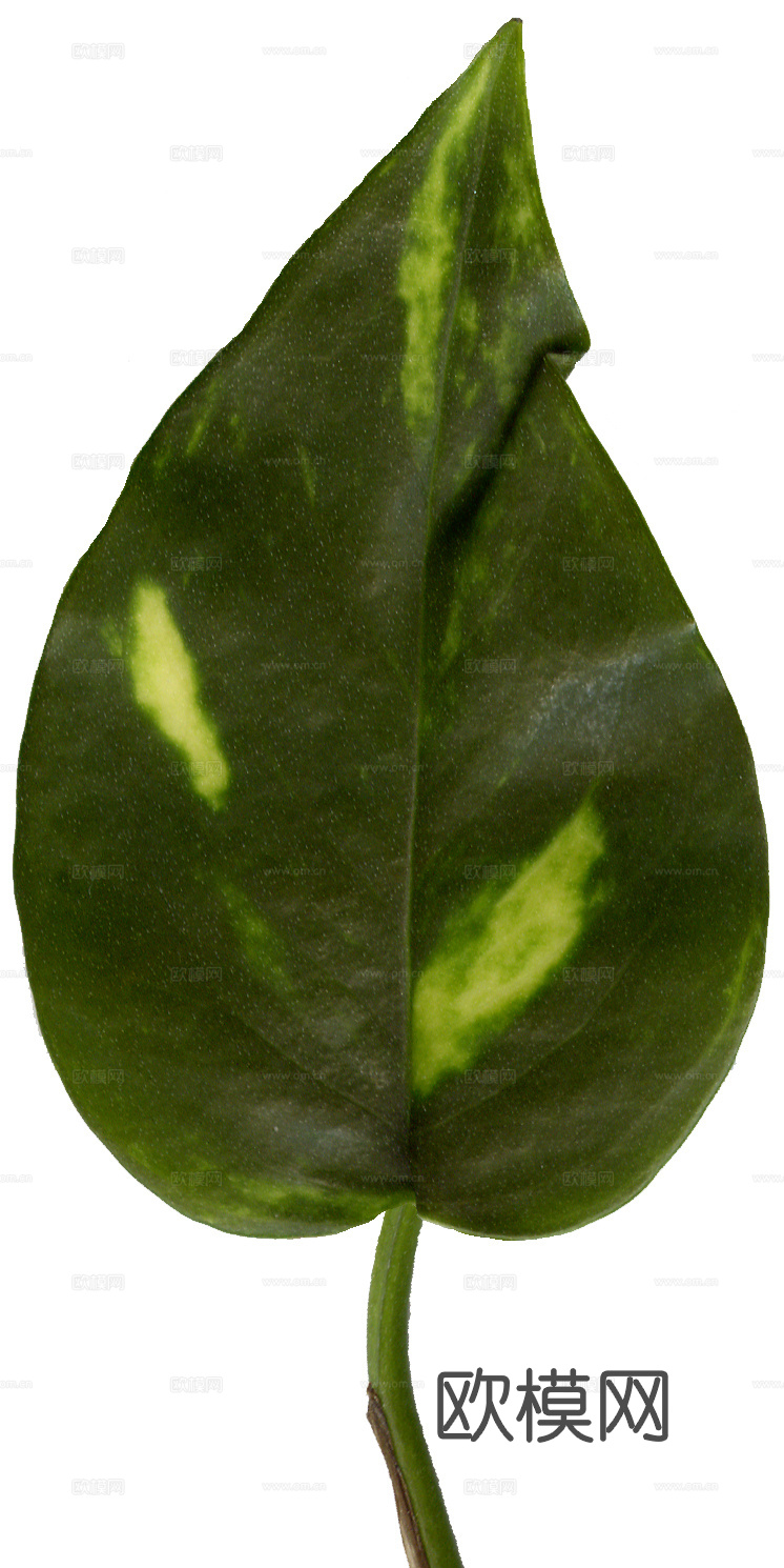 绿化 绿草