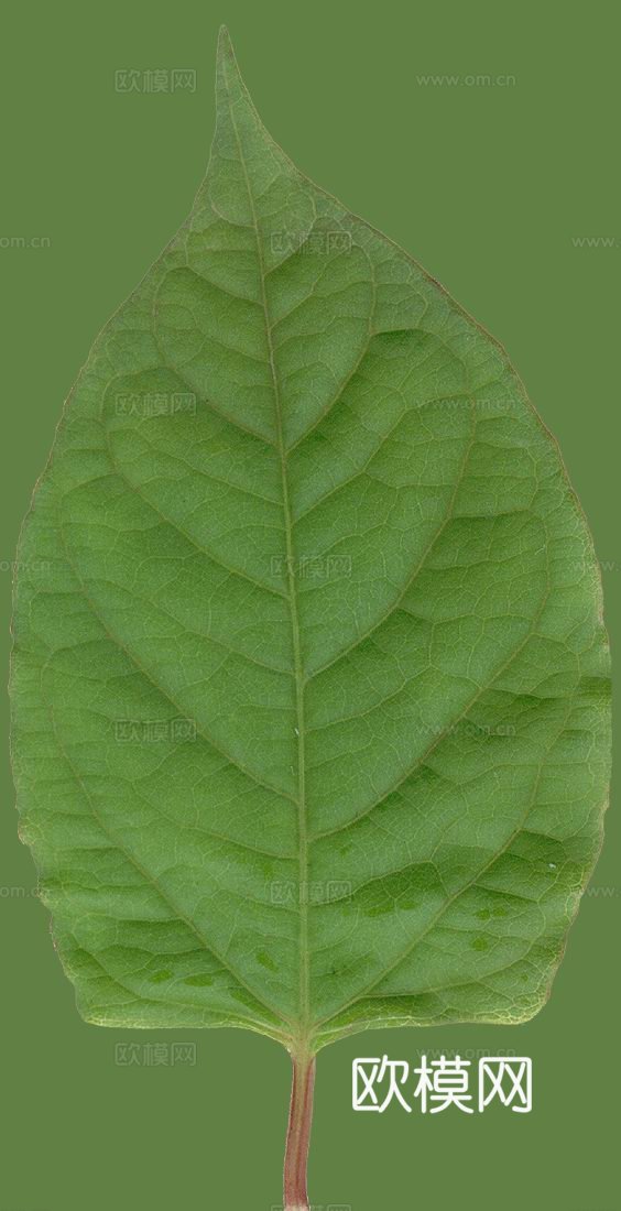 绿化 绿草