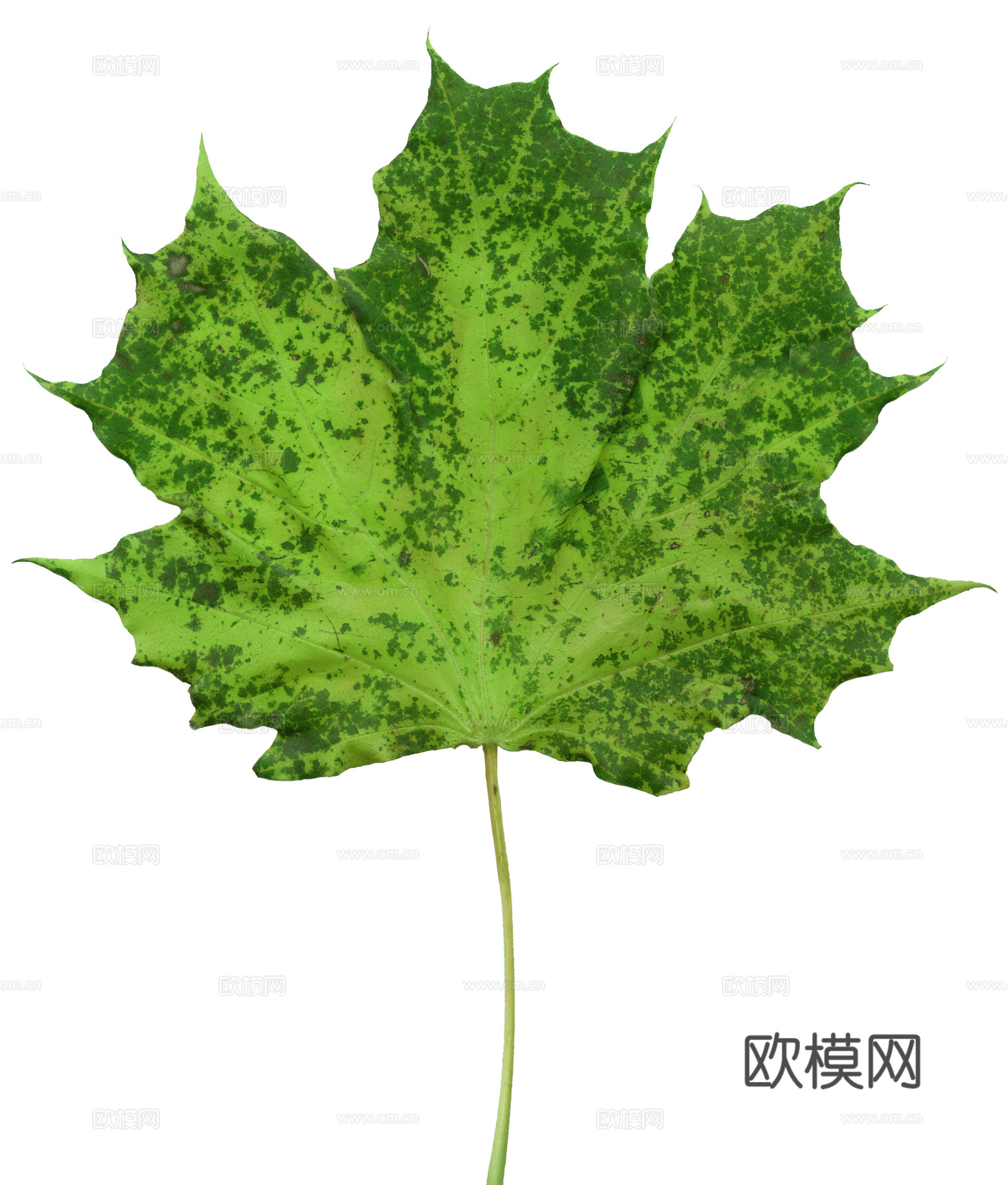 绿化 绿草