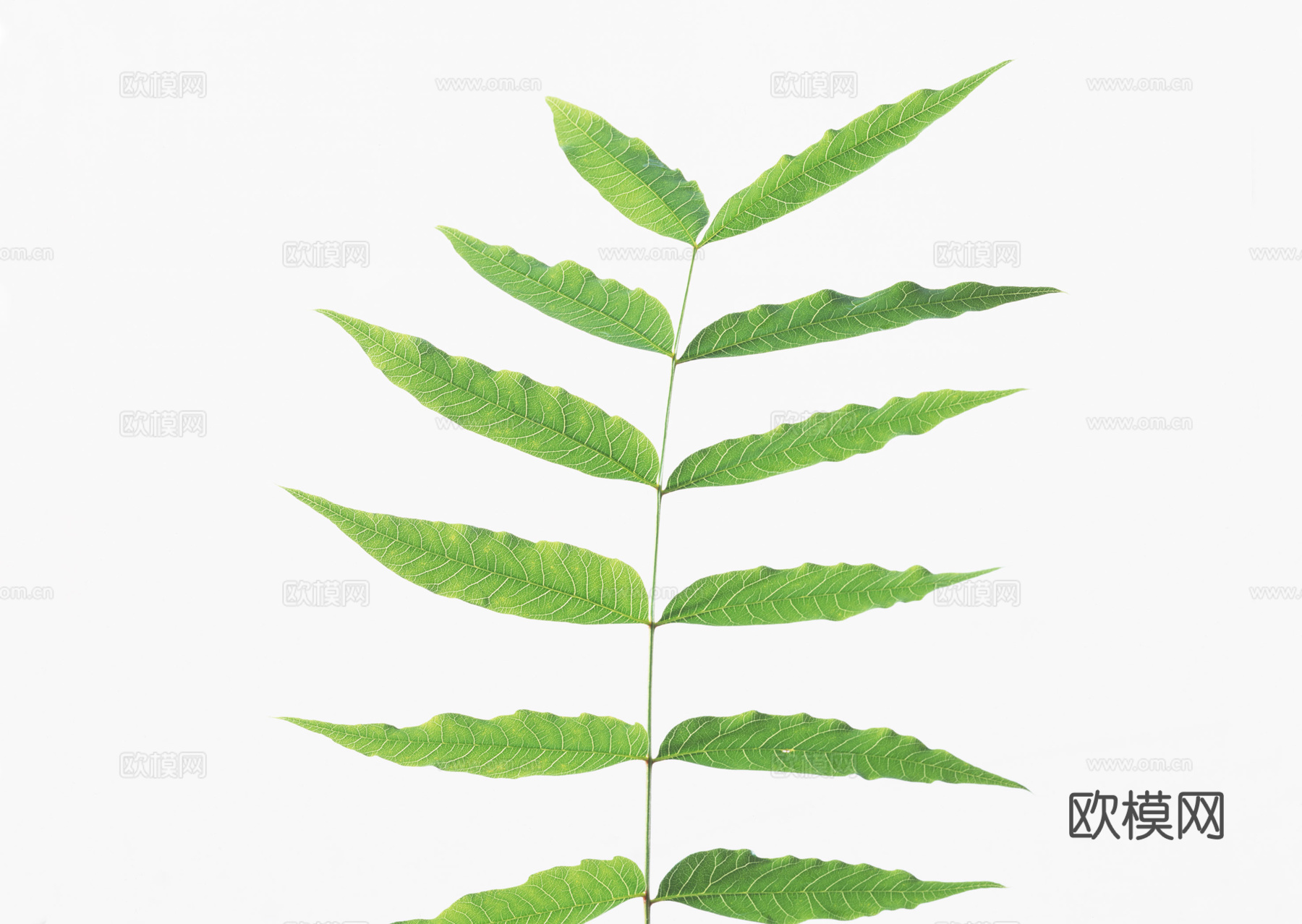 绿化 绿草